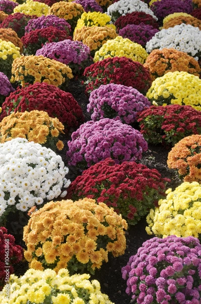 Obraz chrysanthème