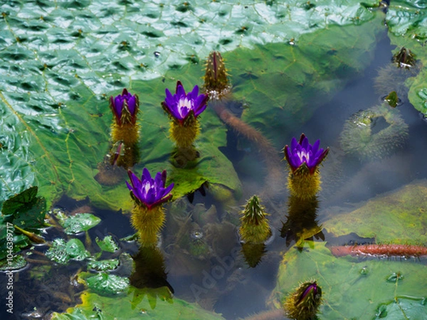 Fototapeta オニバスの花