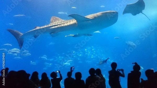 Fototapeta 美ら海水族館のジンベイザメとマンタ