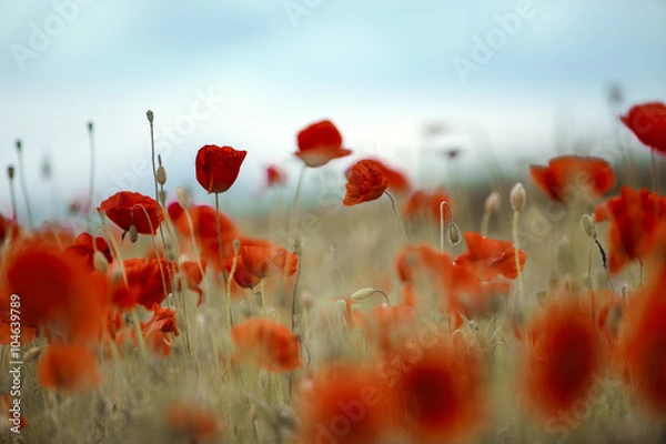 Obraz Klatschmohn im Frühling