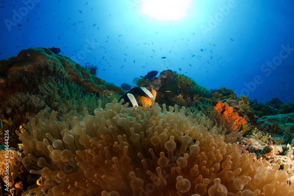 Obraz CLOWNFSH & SUN