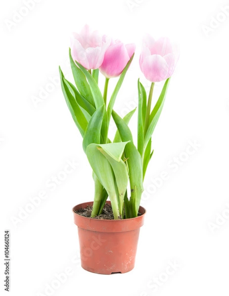 Obraz tulip pot