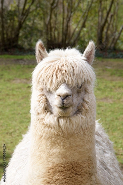 Fototapeta stara alpaka