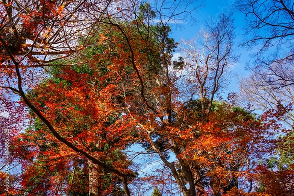 Fototapeta 蘆花恒春園　徳冨蘆花旧宅付近の紅葉（東京都世田谷区）