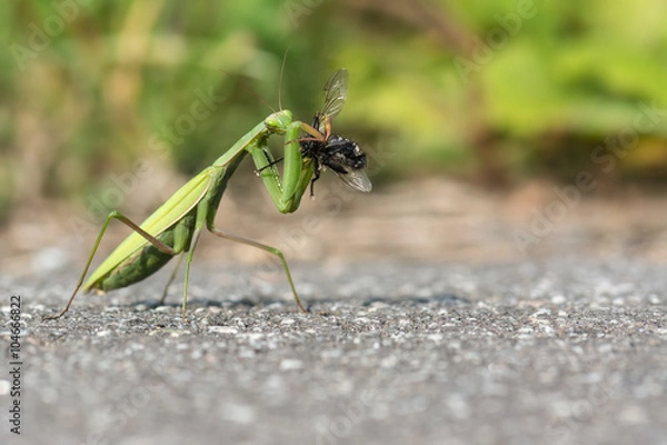 Obraz Gottesanbeterin