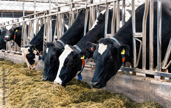 Obraz Holstein Friesian cows fed at a dairy farm.