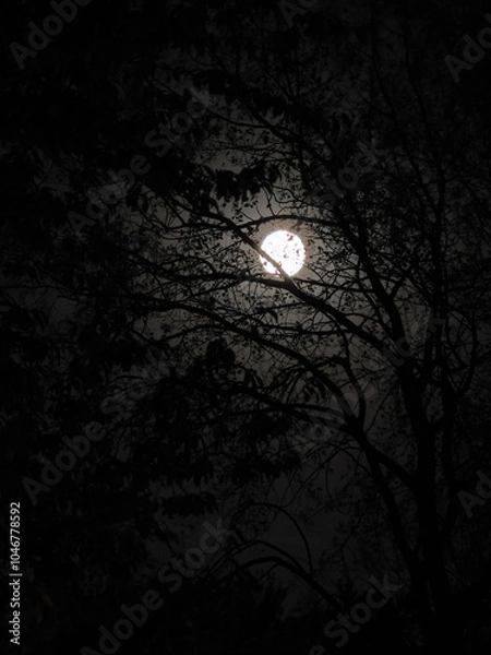 Obraz a bright full moon seen through dark tree branches