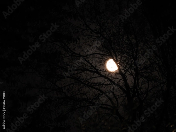 Obraz a bright full moon seen through dark tree branches