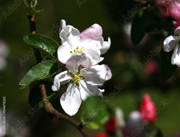 Obraz Apple Flower