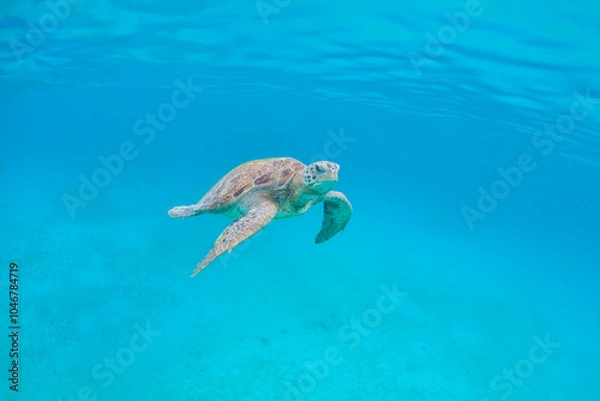 Fototapeta Green Turtle at Perhentian island, Malaysia