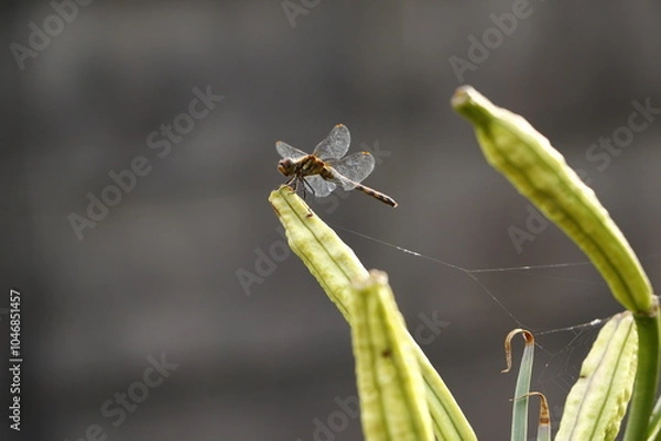 Obraz テッポウユリの種殻に留まっているトンボ