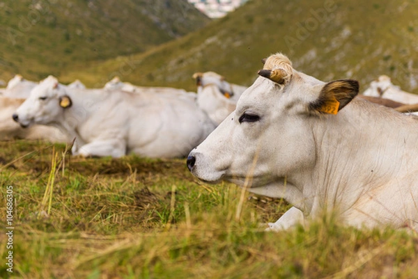 Fototapeta Cattle in the fields