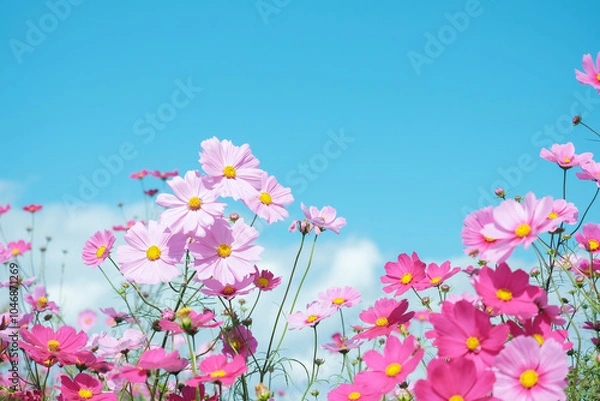 Obraz コスモスと青空