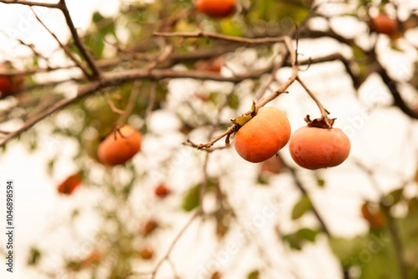 Obraz 柿の実と夕空（日本の田舎）
