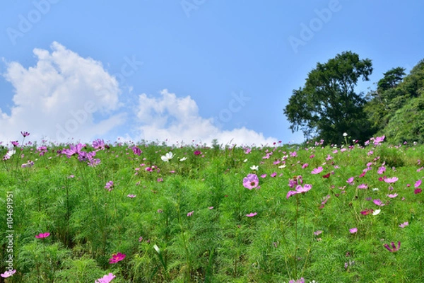 Fototapeta コスモス畑と青い空