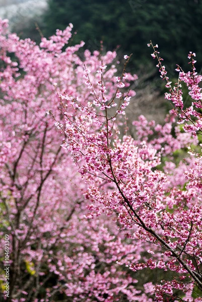 Fototapeta オカメザクラ