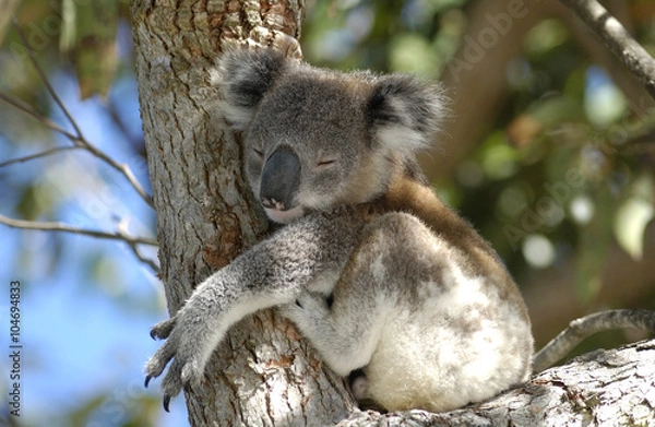 Obraz koala w obszarze Port Stephens, NSW, Australia.