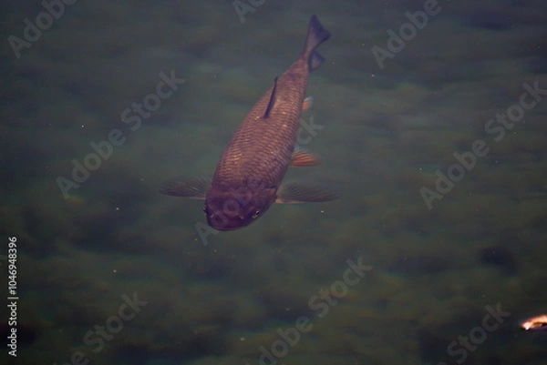 Obraz Fish in the water