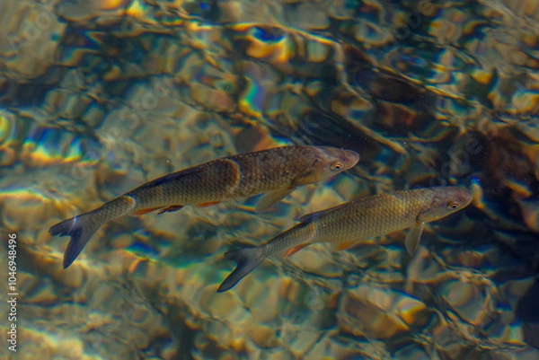 Obraz Fish in clear water