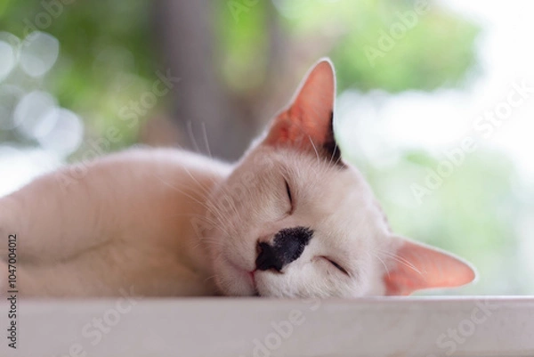Obraz white cat sleeping