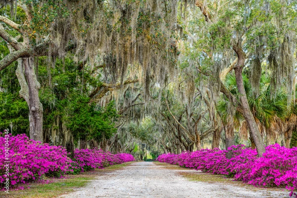 Obraz A Path through the Flowers