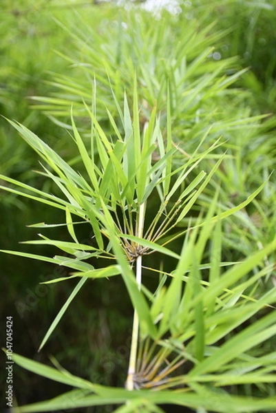 Obraz close up of bamboo leaves