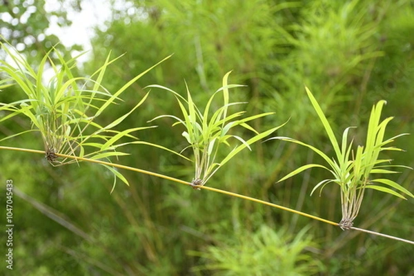 Obraz close up of bamboo leaves