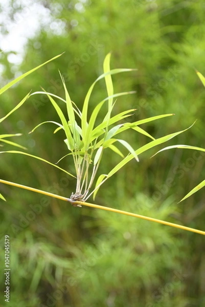 Obraz close up of bamboo leaves