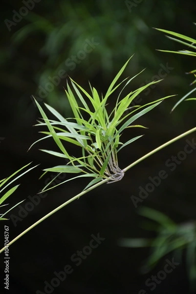 Obraz close up of bamboo leaves