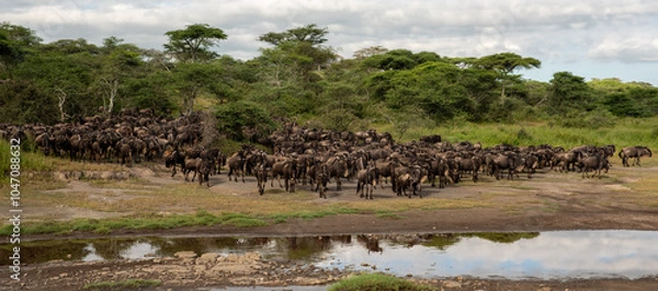 Obraz panorama view very big herd of wildebeast crossing a river in ndutu serengeti tanzania