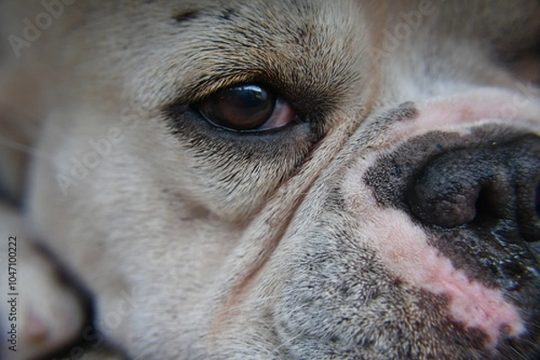 Obraz The eye and the nose of a French Bulldog
