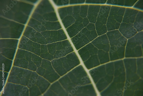 Obraz The texture and fiber of leaves
