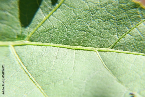 Obraz The texture and fiber of leaves
