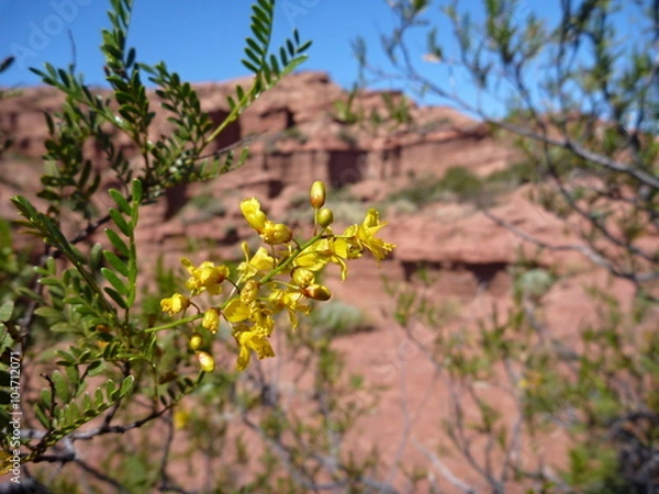 Fototapeta yellow flower in blossom in red rock formation at sierra de las quijadas in argentina