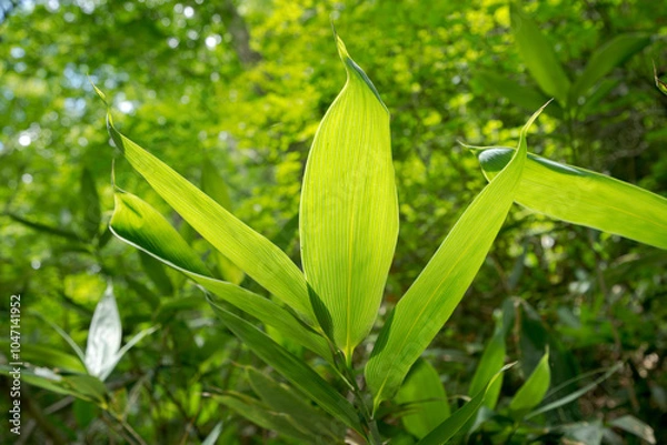Obraz 陽の当たるクマザサの葉
