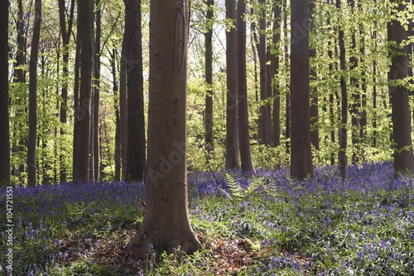 Fototapeta springtime in the forest