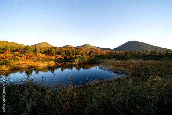Fototapeta 日本、青森県、早朝の睡蓮沼の紅葉
