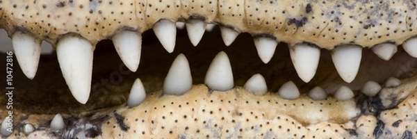 Fototapeta American Alligator (30 years) in front of a white background