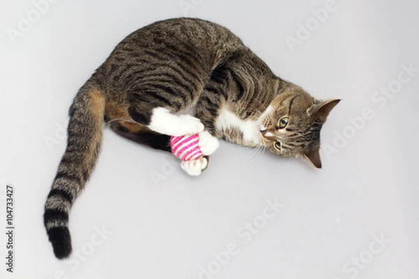 Obraz Tabby cat plays with ball