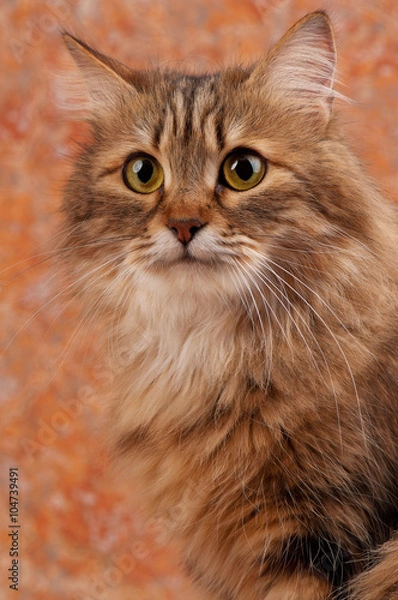 Obraz Adult siberian cat