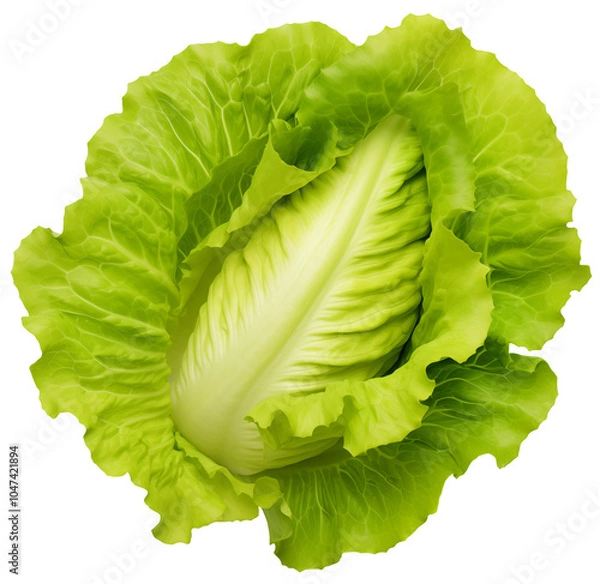 Fototapeta Fresh green lettuce, isolated on a transparent background