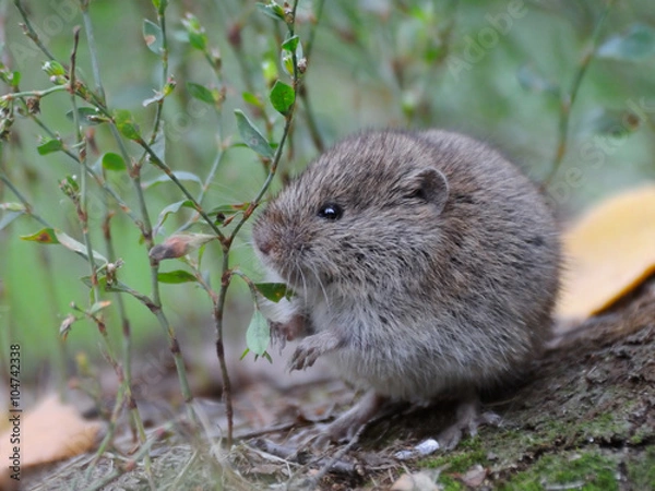 Obraz Common Vole among grass