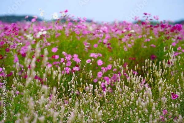 Fototapeta コスモス畑が一面ピンクに染まる秋の景色