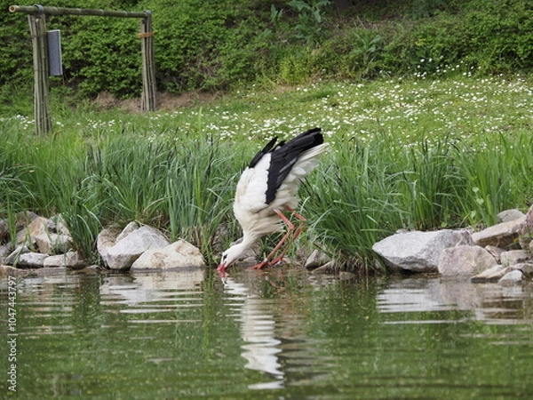 Obraz Wunderschöner Storch
