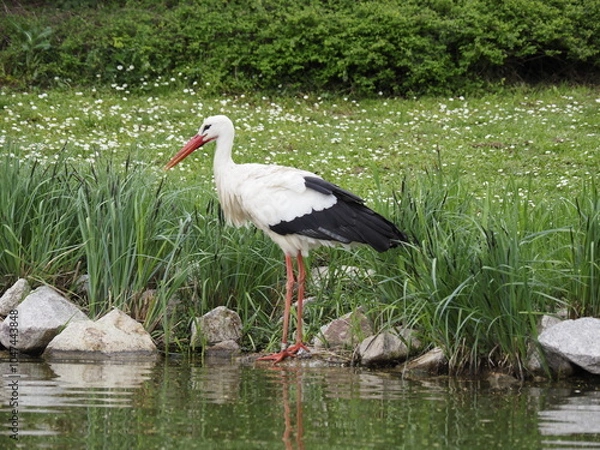 Obraz Wunderschöner Storch