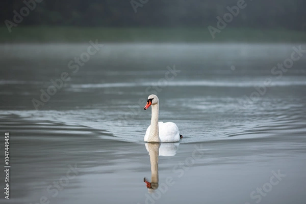 Fototapeta A white swan swimming in water in the river Drava in Maribor. It's an wild animal