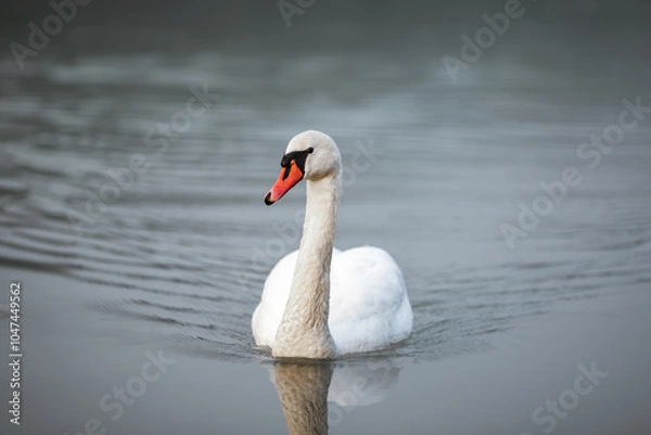 Fototapeta A white swan swimming in water in the river Drava in Maribor. It's an wild animal