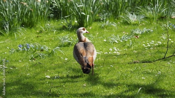 Obraz Enten auf einen Wiese