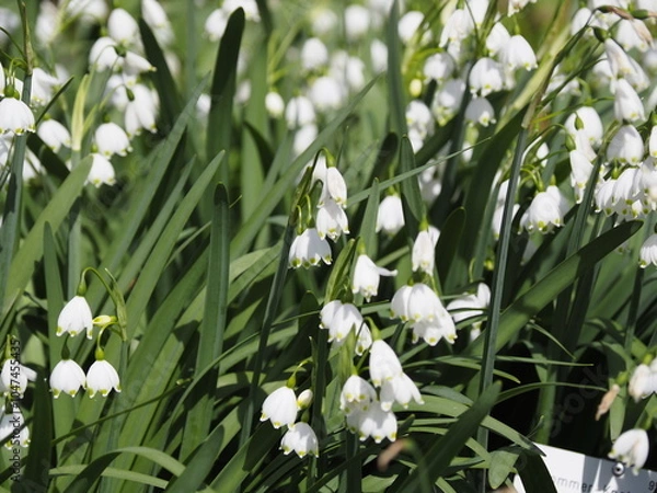 Obraz Eine schöne Raublattaster