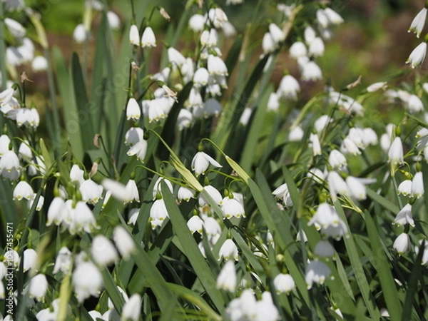 Obraz Eine schöne Raublattaster